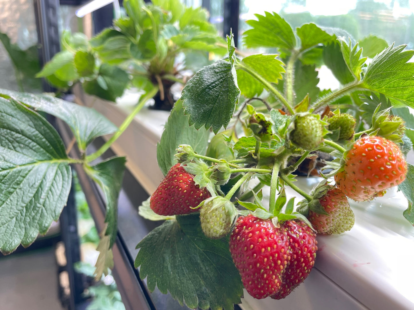 hydroponic strawberries Hydroponic Garden Channels for DIY NFT Hydroponics and Aquaponics - Indoor Gardening System for Growing Lettuce, Herbs, and Vegetables - Beginner-Friendly Nutrient Film Technique - PVC Hydroponics Garden