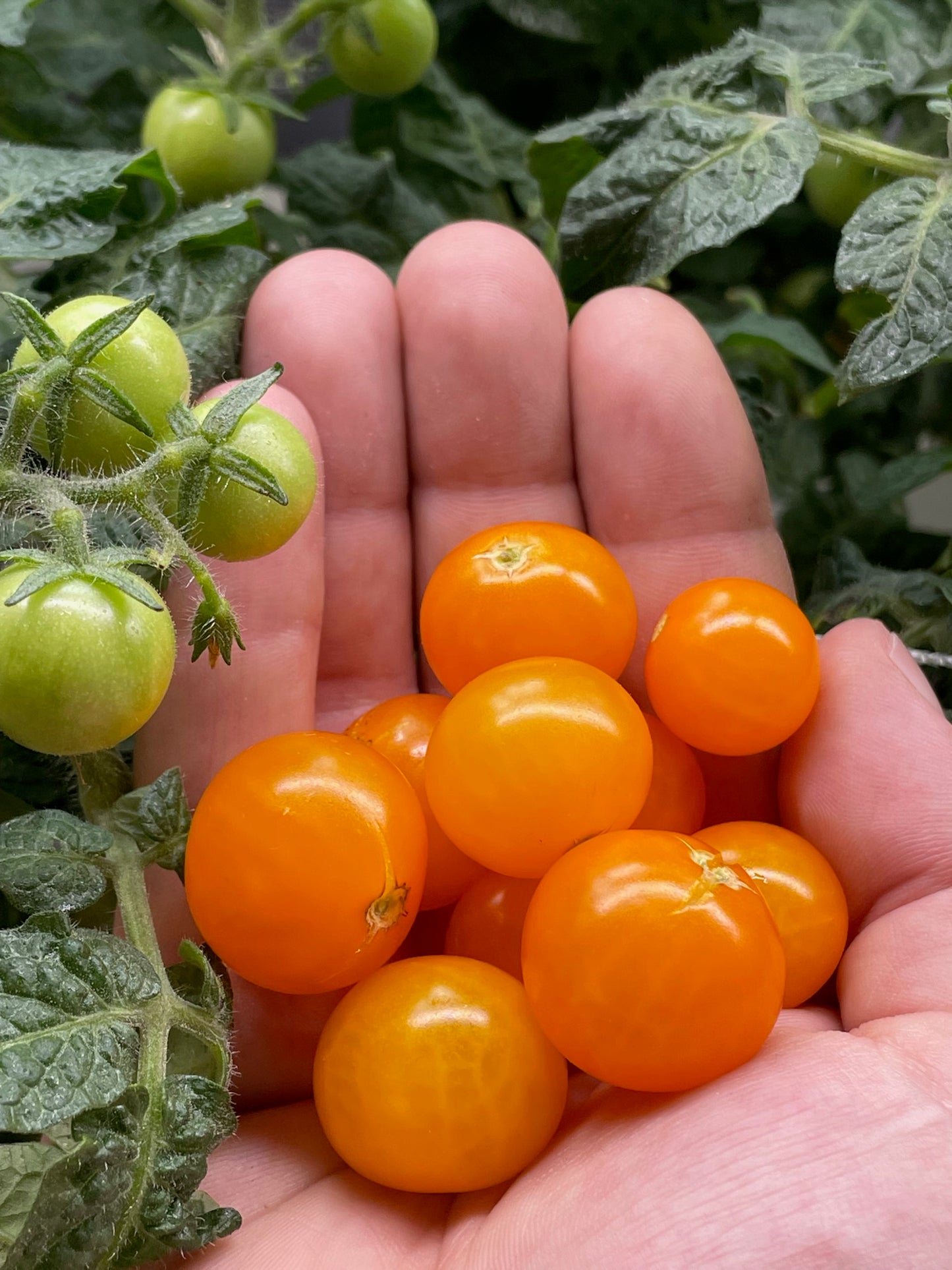 Hydroponic Garden Channels for DIY NFT Hydroponics and Aquaponics - Indoor Gardening System for Growing Lettuce, Herbs, and Vegetables - Beginner-Friendly Nutrient Film Technique - PVC Hydroponics Garden Orange Hat Tomatoes