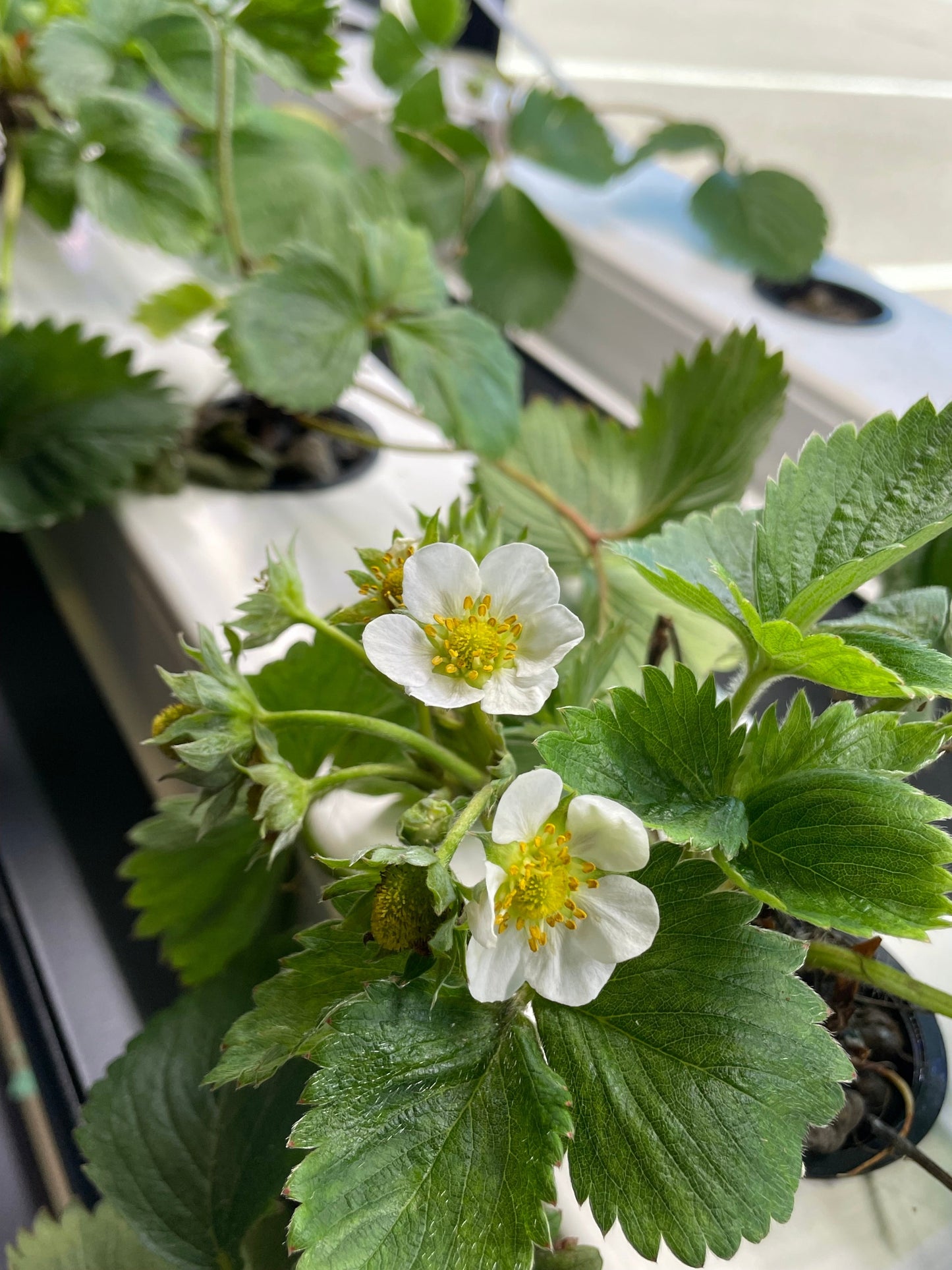 Hydroponic Strawberries Hydroponic Garden Channels for DIY NFT Hydroponics and Aquaponics - Indoor Gardening System for Growing Lettuce, Herbs, and Vegetables - Beginner-Friendly Nutrient Film Technique - PVC Hydroponics Garden