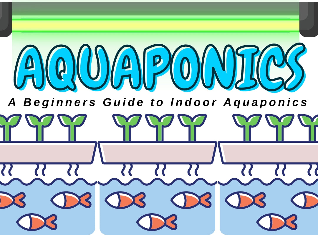 Aquaponics for Beginners