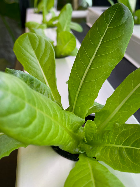 Hydroponic Lettuce & Herb Garden 101