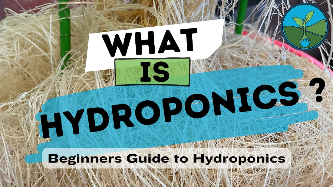 What Is Hydroponics? A Beginners Guide to Hydroponic Gardening