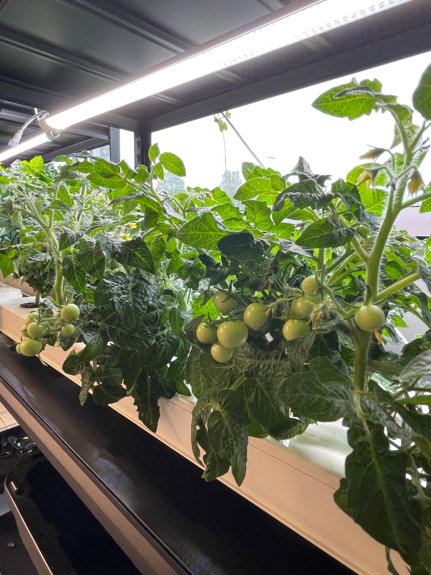 Hydroponic NFT Channels - Green Valley Hydroponics