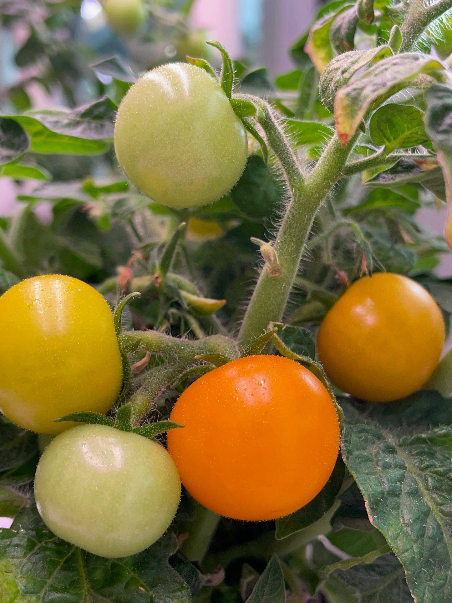 Orange Hat Tomato "Micro Dwarf" Seeds - 25 Pack - Hydroponic Seeds