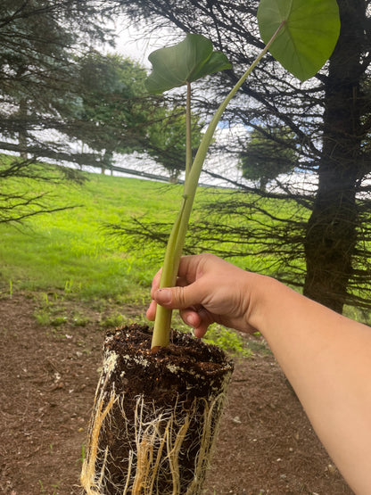 Colocasia Esculenta (Taro/Elephant Ear) Live Plant