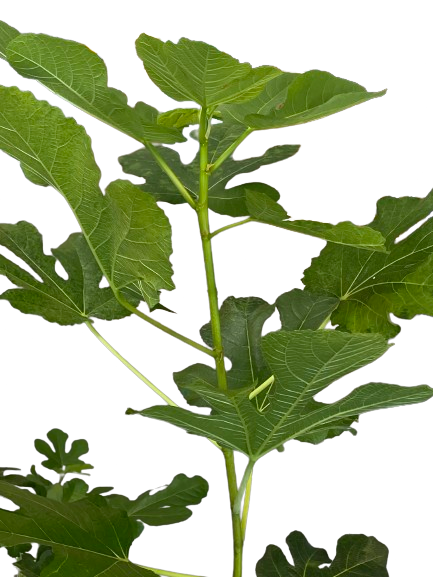 Thermalito Live Fig Plant (Large)