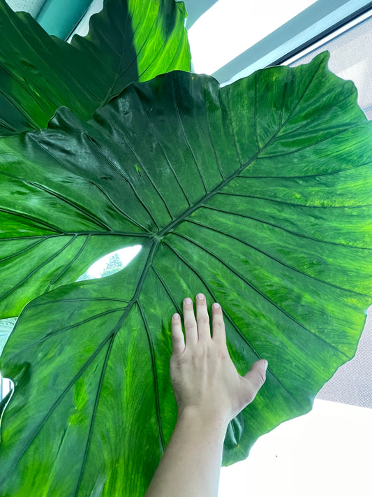 Alocasia "Borneo King" Elephant Ear HUGE PLANT