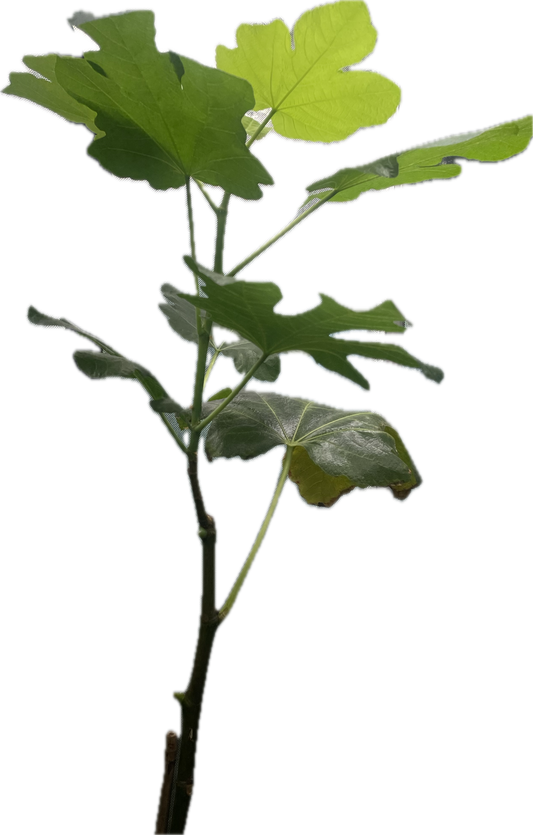 Creme De Mora (Large Plant)