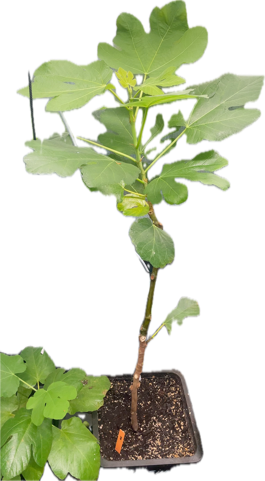 Gambino Fig Plant (Large)