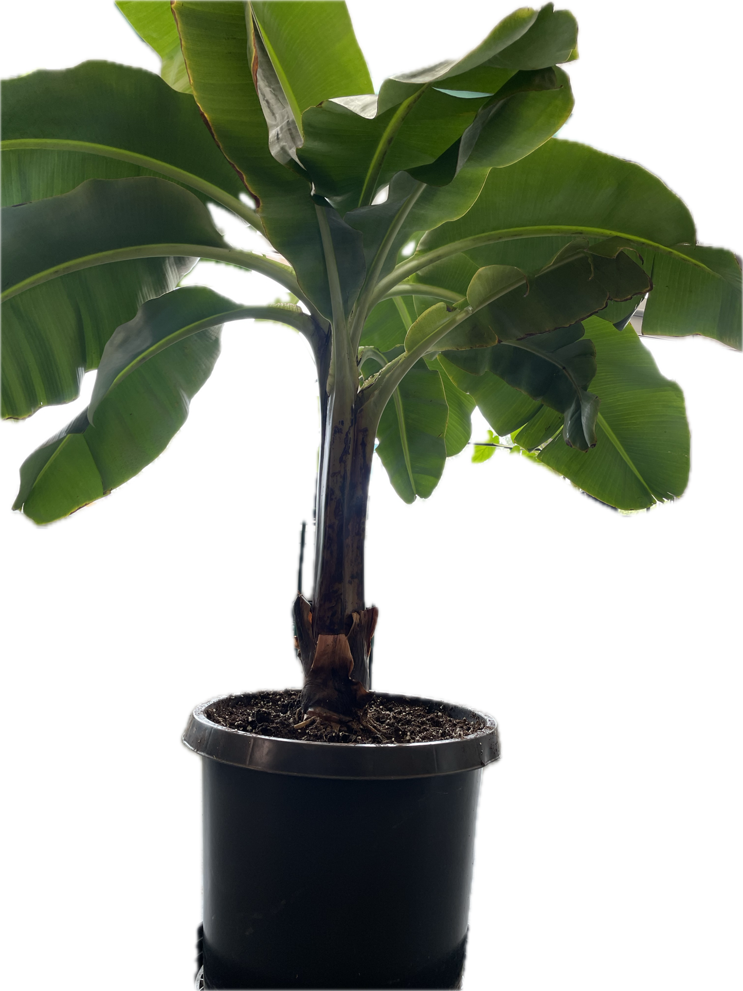 Dwarf Cavendish Banana Plant - Height: 5-6 FT