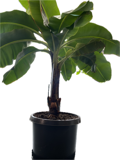 Dwarf Cavendish Banana Plant - Height: 5-6 FT