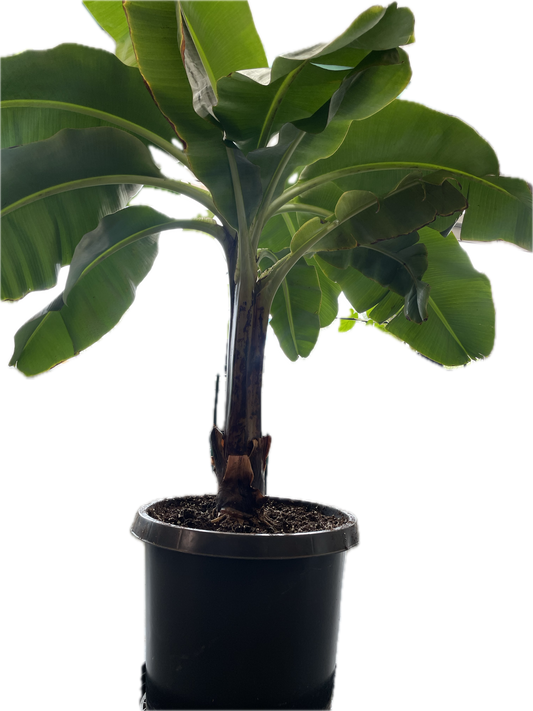 Dwarf Cavendish Banana Plant - Height: 5-6 FT