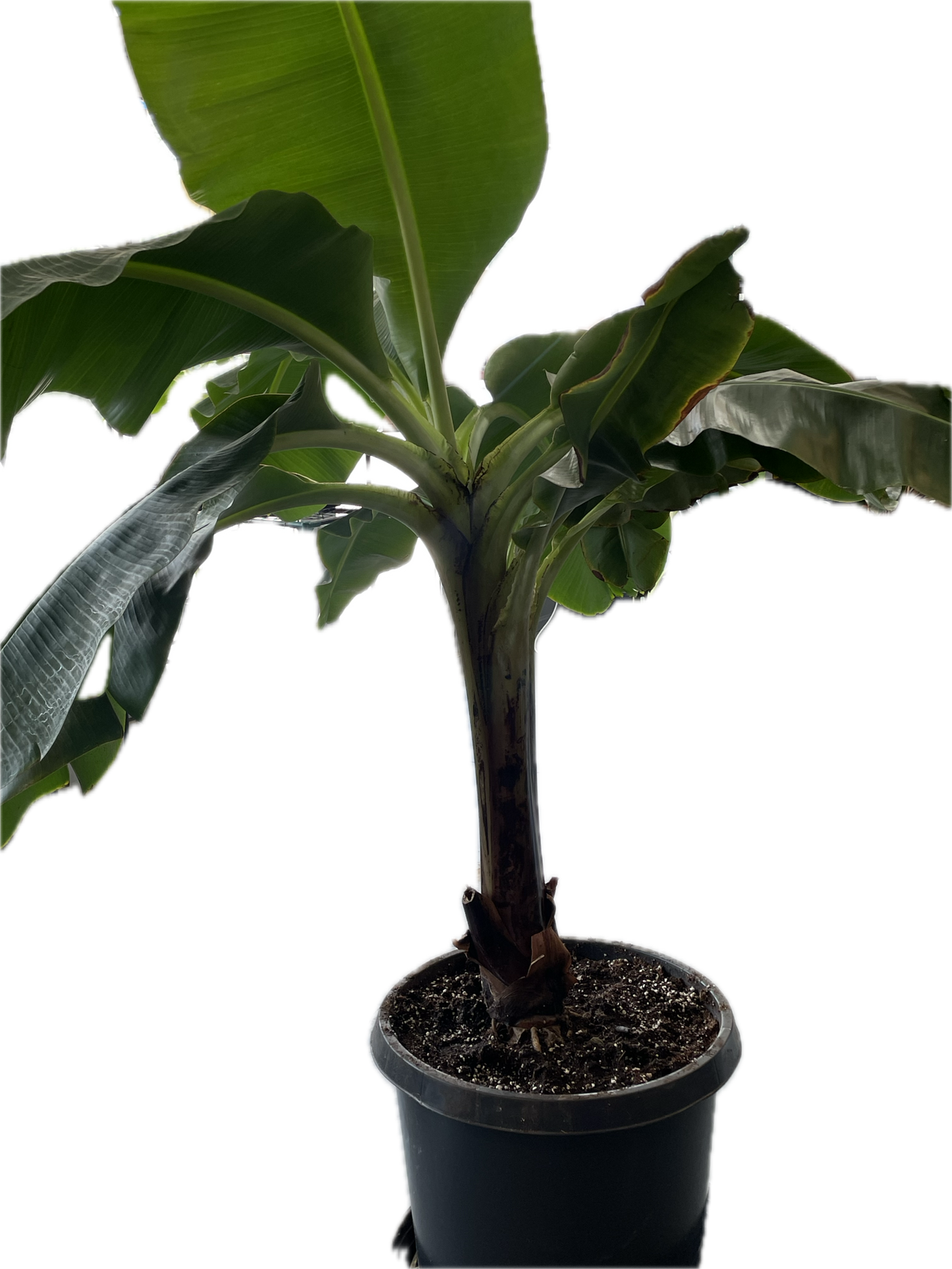 Dwarf Cavendish Banana Plant - Height: 5-6 FT