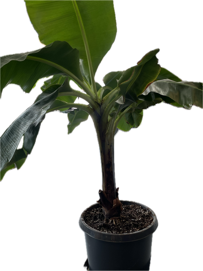 Dwarf Cavendish Banana Plant - Height: 5-6 FT