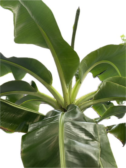 Dwarf Cavendish Banana Plant - Height: 5-6 FT