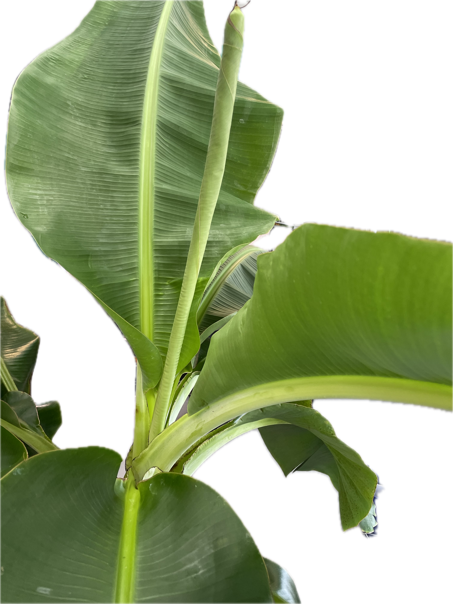 Dwarf Cavendish Banana Plant - Height: 5-6 FT