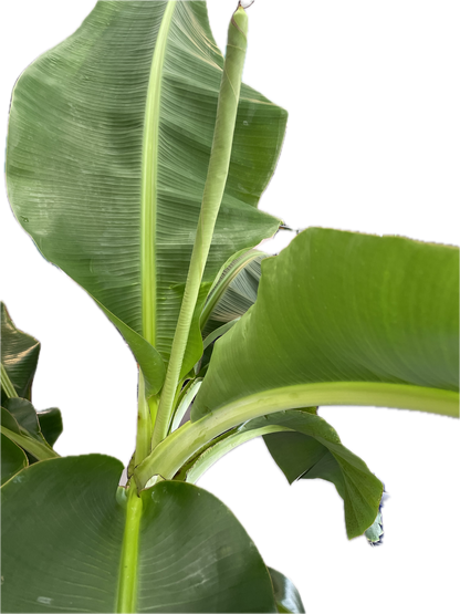 Dwarf Cavendish Banana Plant - Height: 5-6 FT