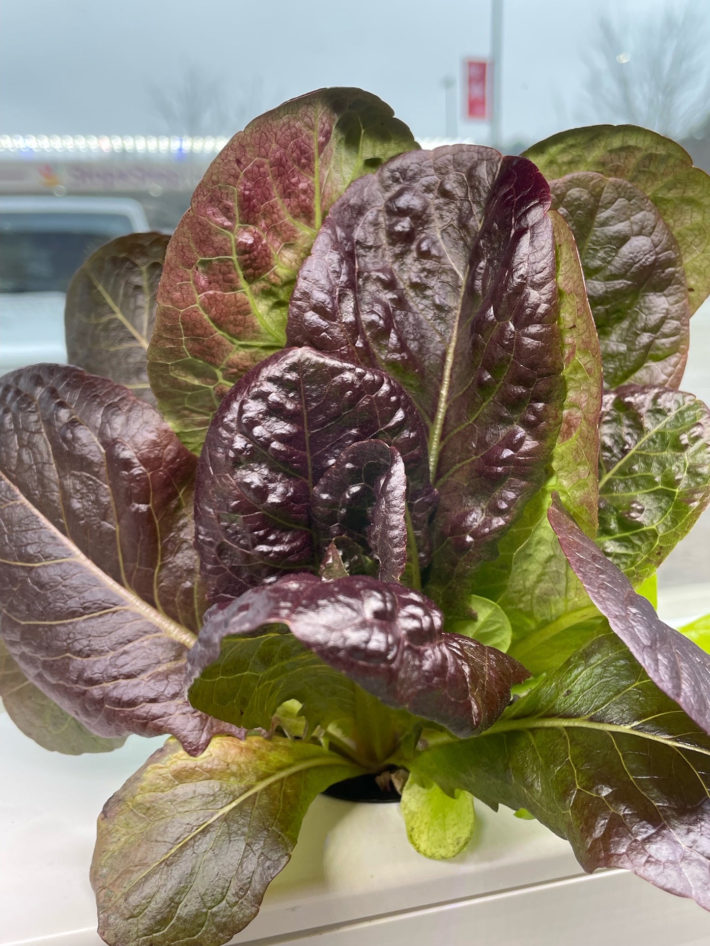 French Red Lettuce - Rouge D'Hiver Lettuce Seeds 50 Pack Hydroponic Seeds