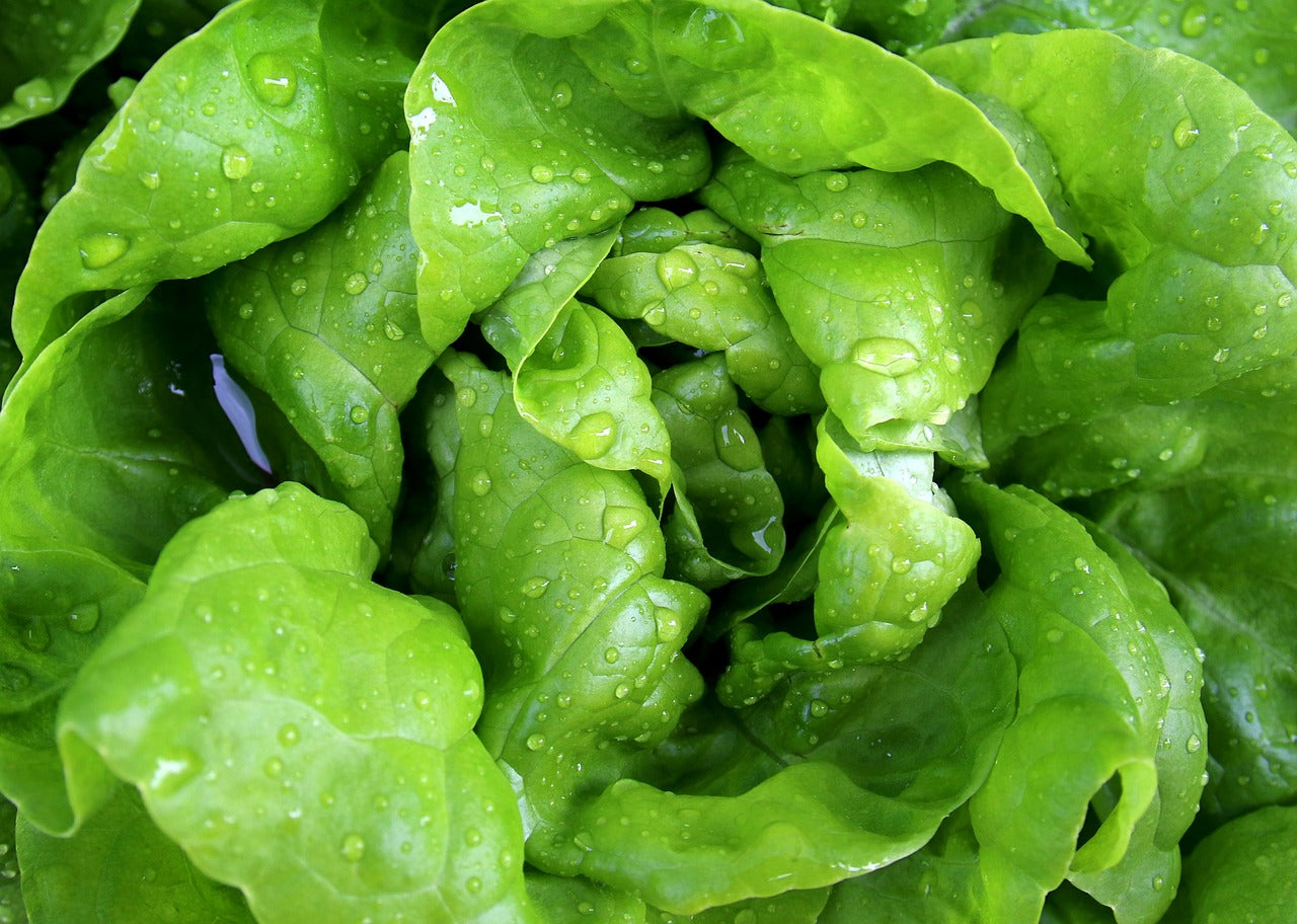 Tom Thumb Butterhead Lettuce Seeds - 50 Pack - Hydroponic Seeds